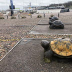 #finland#helsinki#turtle