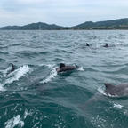 イルカウォッチング　天草　熊本県

👨🏻曰く子供のイルカが多かったらしい。可愛い〜🐬