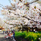 東京都
小金井公園