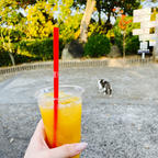 千光寺山ロープウェイのぼったところではっさくジュースを飲みました。苦かった。