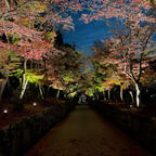 興聖寺
美しい紅葉の「琴坂」が人気の曹洞宗の名刹

#京都　#ライトアップ　#神社仏閣 #サント船長の写真　#紅葉