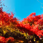 光悦寺　(鷹ヶ峰)

#京都　#神社仏閣 #サント船長の写真　#紅葉