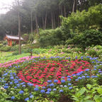 京都の三室戸寺に行きました。紫陽花がとっても綺麗でした。ハートの紫陽花も見つけられましたよ〜❤️