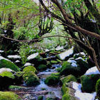 鹿児島県 屋久島 白谷雲水峡