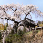 地蔵院の枝垂れ桜
京都府宇治市井出町の地蔵院の枝垂れ桜

私は、一本桜が好きで遠くは栃木県の神代桜まで行きました、2021年は福島県の三春滝を見に行く予定です。
桜は咲いて居る期間が短く、雨が降れば終わりです。
2021年の桜巡りはどうかなぁ？

#サント船長の写真 #サントの桜巡り