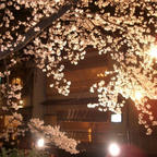 祇園白川の桜

#サント船長の写真 #サントの桜巡り　#京都