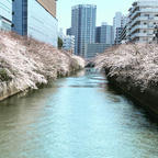 目黒川🌸

#目黒川#桜#お花見#🌸