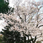 伊勢神宮の桜