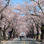 夜の森の桜のトンネル。今年はもう桜吹雪でした。
通りの片側は、今でも住むことができない居住制限区域です。