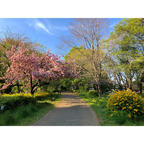 砧公園は思いのほか広かった！春は園内の花が綺麗に咲いています。

#東京 #東京の公園