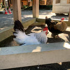 宮城県護国神社🐓

#仙台 #るーぷる仙台