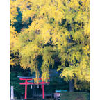 京都/岩戸落葉神社