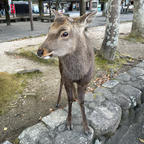 広島 in 厳島神社
   21.12.3-4*