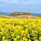 淡路島　花さじき　3.9菜の花見頃