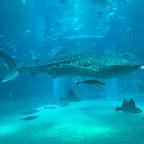 水族館ガチ勢の私がおすすめする水族館の周り方ですが、
⓪水族館の徒歩圏内に前泊し体調を万全にする①朝イチで入場し全体をさっと回りつつ、素敵なところは写真を撮る（人がいないので綺麗に撮れる！）
②再入場しじっくり観ながら楽しむ
③素敵だったところを思い返しつつ近くでのんびりランチ
④再入場して気に入ったところをじっくり楽しむ、お土産を買って帰る

これが今のところ一番満足度の高い周り方のような気がします、全く参考にならないかと思いますがご参考までに…笑