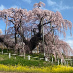 日本三大桜名所 
三春滝桜　福島県三春町

2021年4月1日から2日に74才の老人がバイクで京都から一晩かけて走り撮影して来ました、私の写真は綺麗に撮ろうとか、構図考えるとか、芸術的に撮ろうとか、そんな事は考えず、自分が此処に来たのだと、言う証拠写真です。
私が此処にアップして居ます1200枚以上の写真は、全てスマホでの証拠写真です(汗)

#サント船長の写真  #日本三大桜