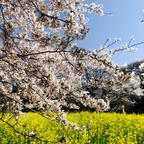 2022.4.9
呉羽山公園都市緑化植物園