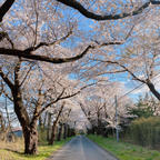 たまたま通りかかった福島の岳温泉の桜並木でお花見。

通りの名前も分かりませんが、道沿いにずらりと並んだ桜はちょうど満開でした。今年はあちこちでお花見できたなあ🌸