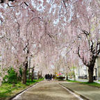 1キロメートル以上続く枝垂れ桜のトンネルは見事でした。