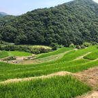 中山千枚田(小豆島)


#サント船長の写真　#中山千枚田