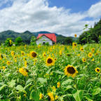 南郷村　星の郷ホテル前のひまわり🌻