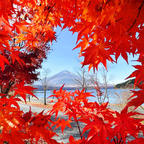 2022.11.10
富士山🗻山中湖の紅葉🍁

#山中湖
#富士山
#山梨県
#紅葉
#一泊二日