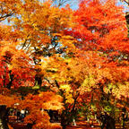 京都
東福寺
お天気も良く、見事な紅葉でした。