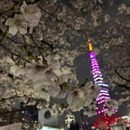 東京
芝公園