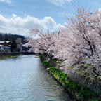 三戸町 桜