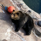 のぼりべつクマ牧場
ヒグマの生態を知ることが出来ます。
一頭いっとう個性があり、おやつのねだり方も自分で考えての結果だとか。ベロをだしてアピールする子や手を振る子など（笑）
牧場までのゴンドラには豆知識が貼ってあり、勉強になります！