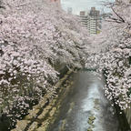 東京メトロ有楽町線江戸川橋駅付近から続く、神田川沿いの桜並木。お花見の途中で肥後細川庭園に立ち寄り、のんびり休憩するのもおすすめですね。敷地内は入場無料の公園になっているので、気軽に立ち寄ることができます。