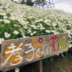 📍孝子さんの花畑
志々島の孝子さんの花畑は島の丘陵地を個人で整備している花畑です。