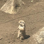 2023.5.5
#行船公園
#江戸川区自然動物園
#オオアリクイ