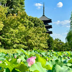 京都
東寺
7月21日の弘法市もそろそろ終わりの時間。
蓮が泥の中にある時、桜や紅葉が見頃となり水面にそれが綺麗に映えるのですが、この時期は、蓮が主役となるのですね。