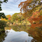 大阪市　天王寺公園内　慶沢園（けいたくえん）

久しぶりに、慶沢園を散策してみました。商業施設や高層マンションが立ち並ぶ天王寺エリアですが、ここは緑が多く、静かで落ち着きます。紅葉と、黄色いツワブキの花が楽しめました。