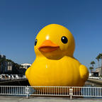 🏷️クリエイティブセンター大阪
世界中を旅する黄色いアヒルちゃん
観に行った日✨🐥