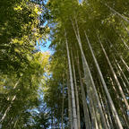 竹林の小径🎋