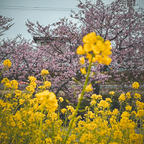 松阪市笠松の河津桜と菜の花のコラボ
この日はどんより曇り空でした。
青空だと映えたのに残念😢

水鏡に映る河津桜が一面で綺麗✨