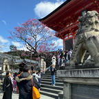 清水寺の狛犬

清水寺の仁王門をくぐる前に狛犬の口を注意して見てみて下さい。仁王門前の狛犬は左右2匹とも口を開けて「阿吽」ではなく「阿阿」になっています。一般的に狛犬は一方が口を開けた阿形（あぎょう）で、もう一方が口を閉じた吽形（うんぎょう）になっています。「阿」は万物の始まりを意味し、「吽（ん）」は万物の終わりを意味しています。
#サント船長が写真　#清水寺の七不思議　#清水寺　#京都が熱い