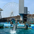 名古屋港水族館の人気者、イルカとシャチ。ベルーガは妊娠中でお休みしていました。