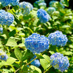 鎌倉
明月院
明月院ブルーと呼ばれる青い姫紫陽花がとても綺麗でした。