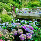 奈良県明日香村
岡寺
紫陽花や天竺牡丹でいわゆるインスタ映えする工夫が随所に施されています^_^
が、やはりなんといっても素晴らしいのは、ご本尊の日本最大の塑造如意輪観音さまです。側面からすぐ近くで拝むこともでき本当に感動いたしました。撮影禁止なので写真はありませんが。