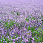 北海道の富良野にある、ファーム富田
只今、ラベンダー🪻が見頃を迎えています。

ラベンダーのいい香りと、辺り一面の美しい紫で、心も身体もリフレッシュできました。

#北海道
#富良野
#ファーム富田
#ラベンダー