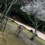 宮島
🦌
🐟
⛩️
🧸