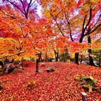 京都　永観堂
今年も素敵な紅葉🍁ありがとう