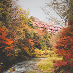 金沢加賀温泉郷山中温泉あやとり橋紅葉