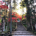 11月月末の大雄山最乗寺にて。
お寺へあがる途中の石段の紅葉がとてもきれいでした。