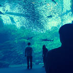 宮城県 うみの杜水族館