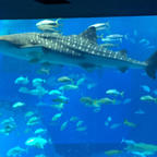 美ら海水族館🇯🇵