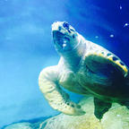 香川 屋島寺近くの水族館